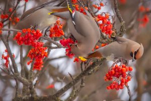 Bohemian Waxwings