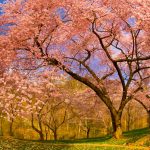 Dumbarton Oaks Gardens