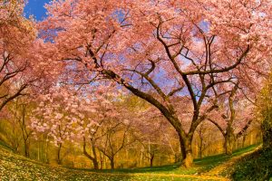 Dumbarton Oaks Gardens