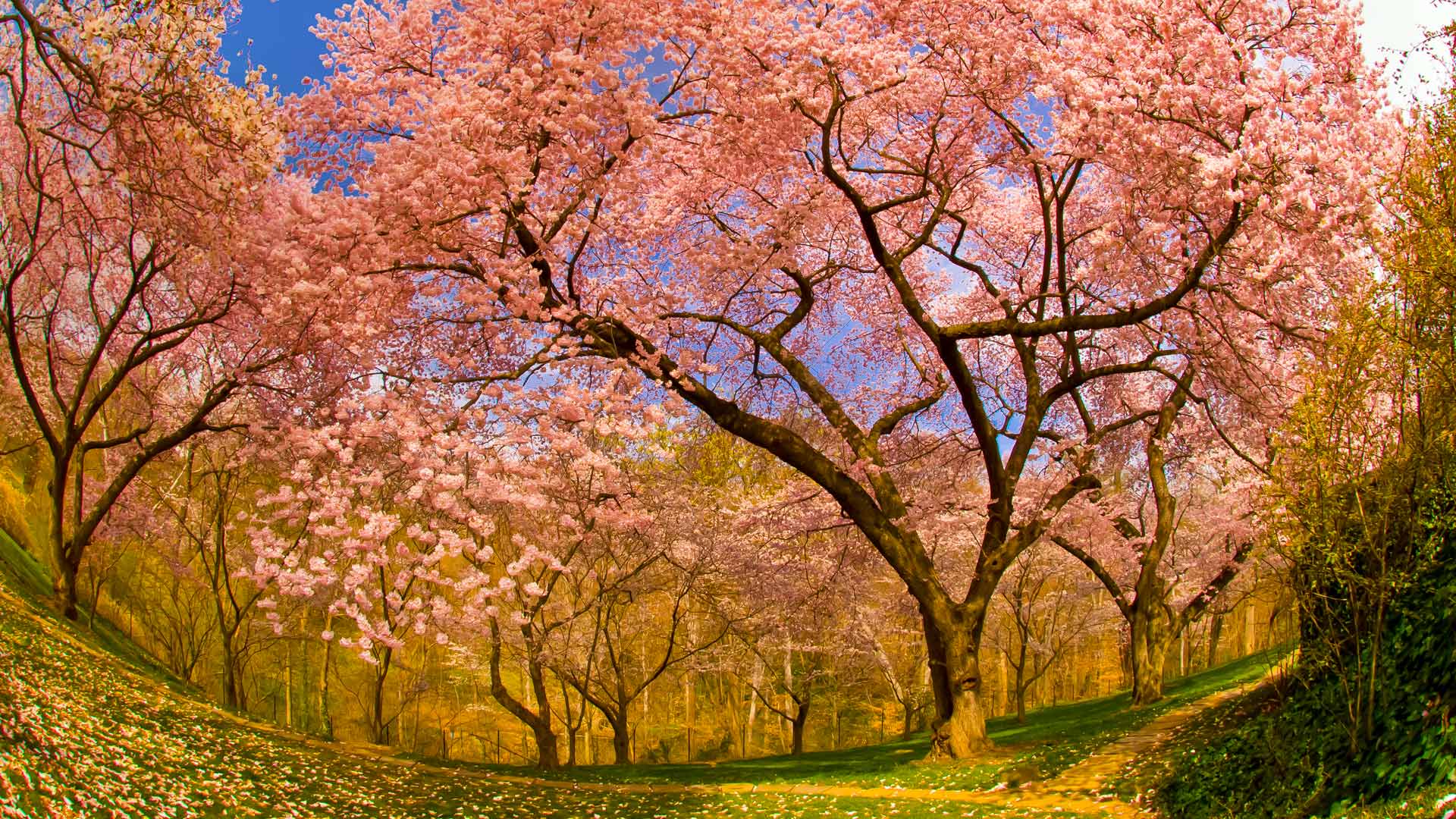 Dumbarton Oaks Gardens