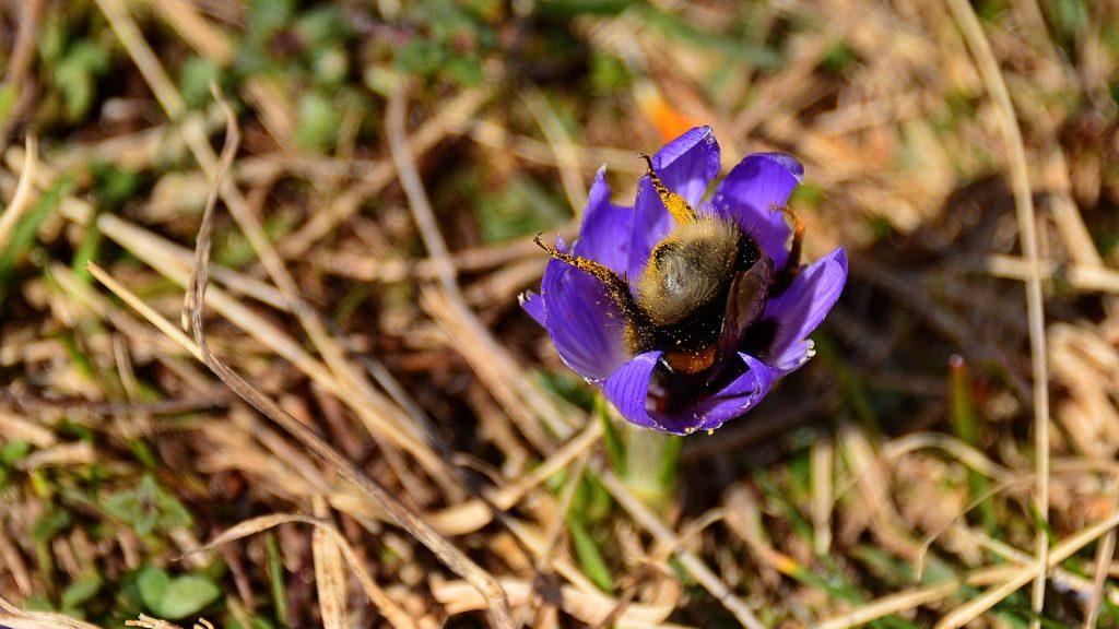 Erdhummel