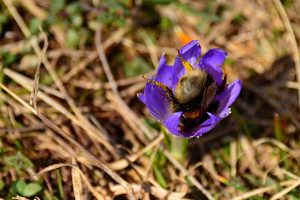 Erdhummel