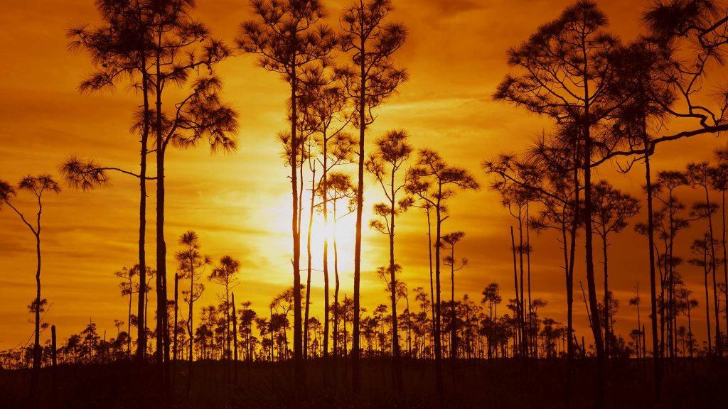 Everglades Trees
