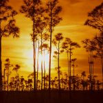 Everglades Trees