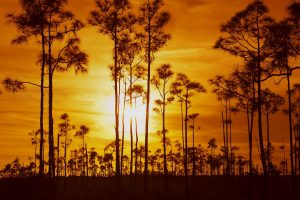 Everglades Trees