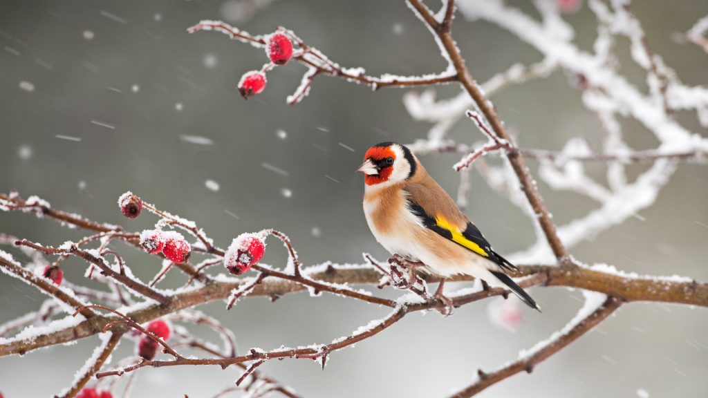 Goldfinch Snow
