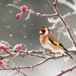 Goldfinch Snow