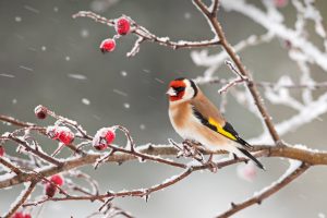 Goldfinch Snow