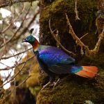 Himalayan Monal