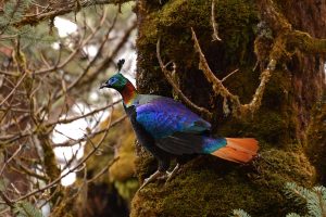 Himalayan Monal