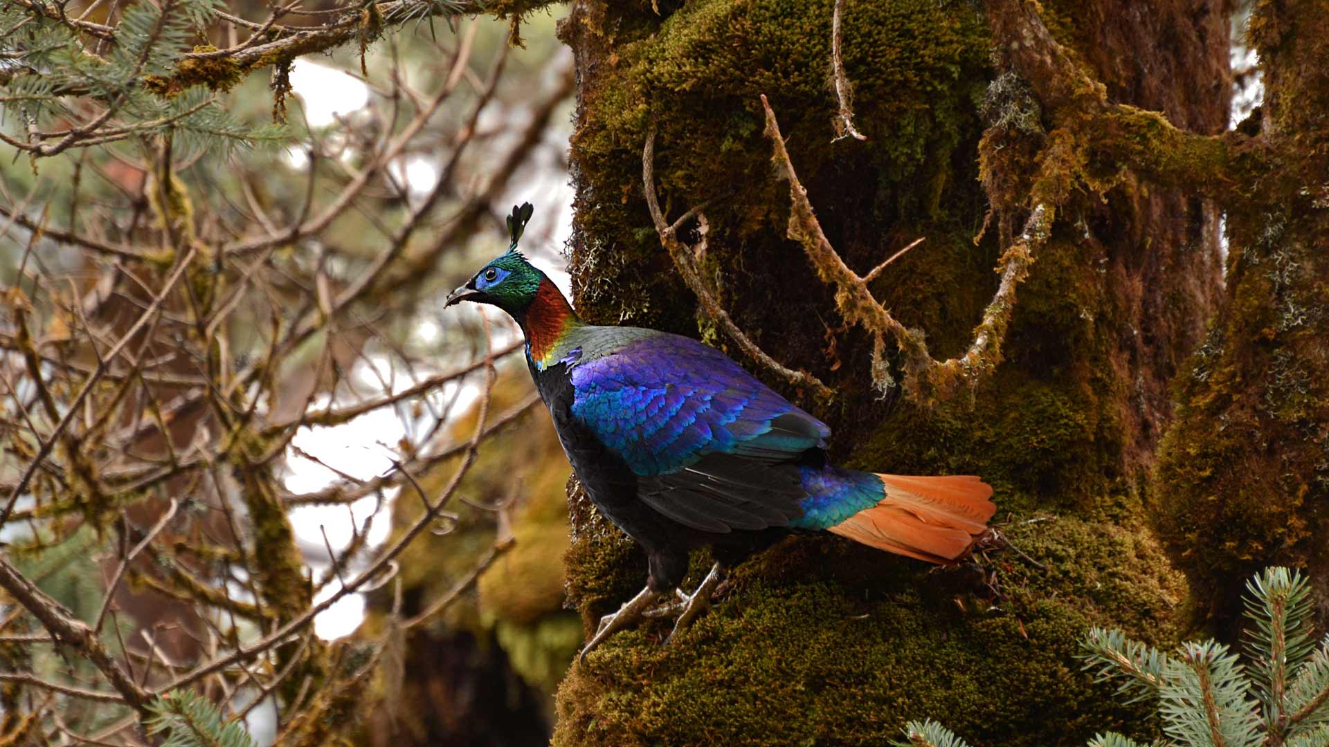 Himalayan Monal