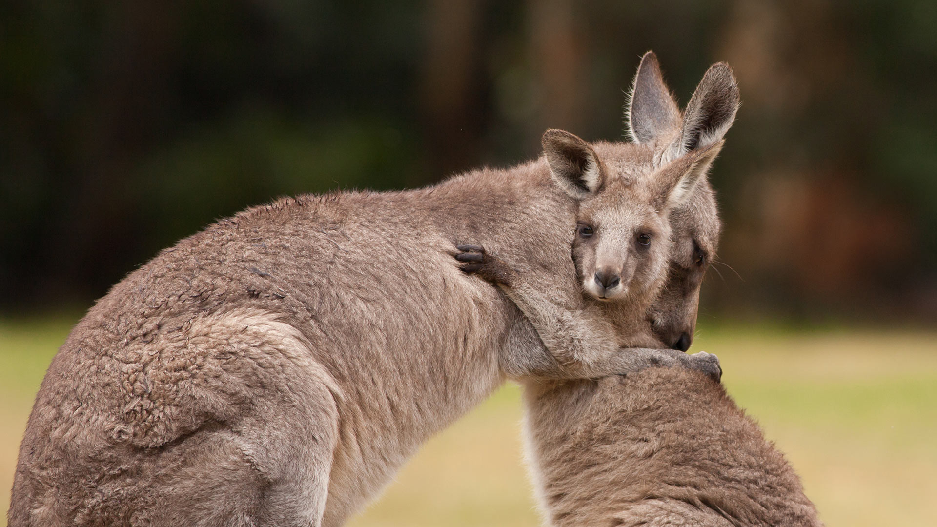 Hug Day DE – Bing Wallpaper Download