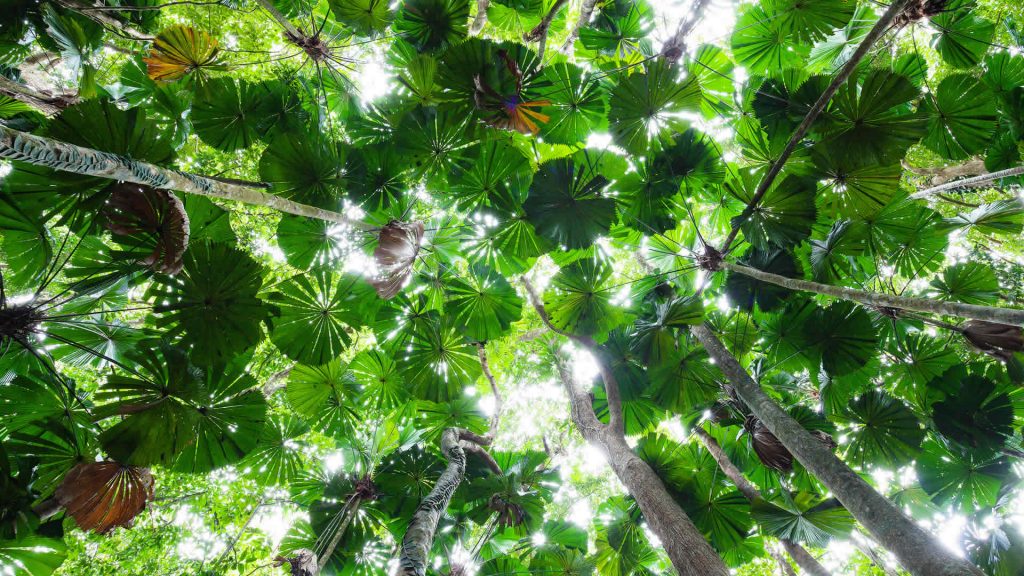 Licuala Palm Canopy