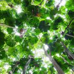 Licuala Palm Canopy