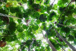 Licuala Palm Canopy