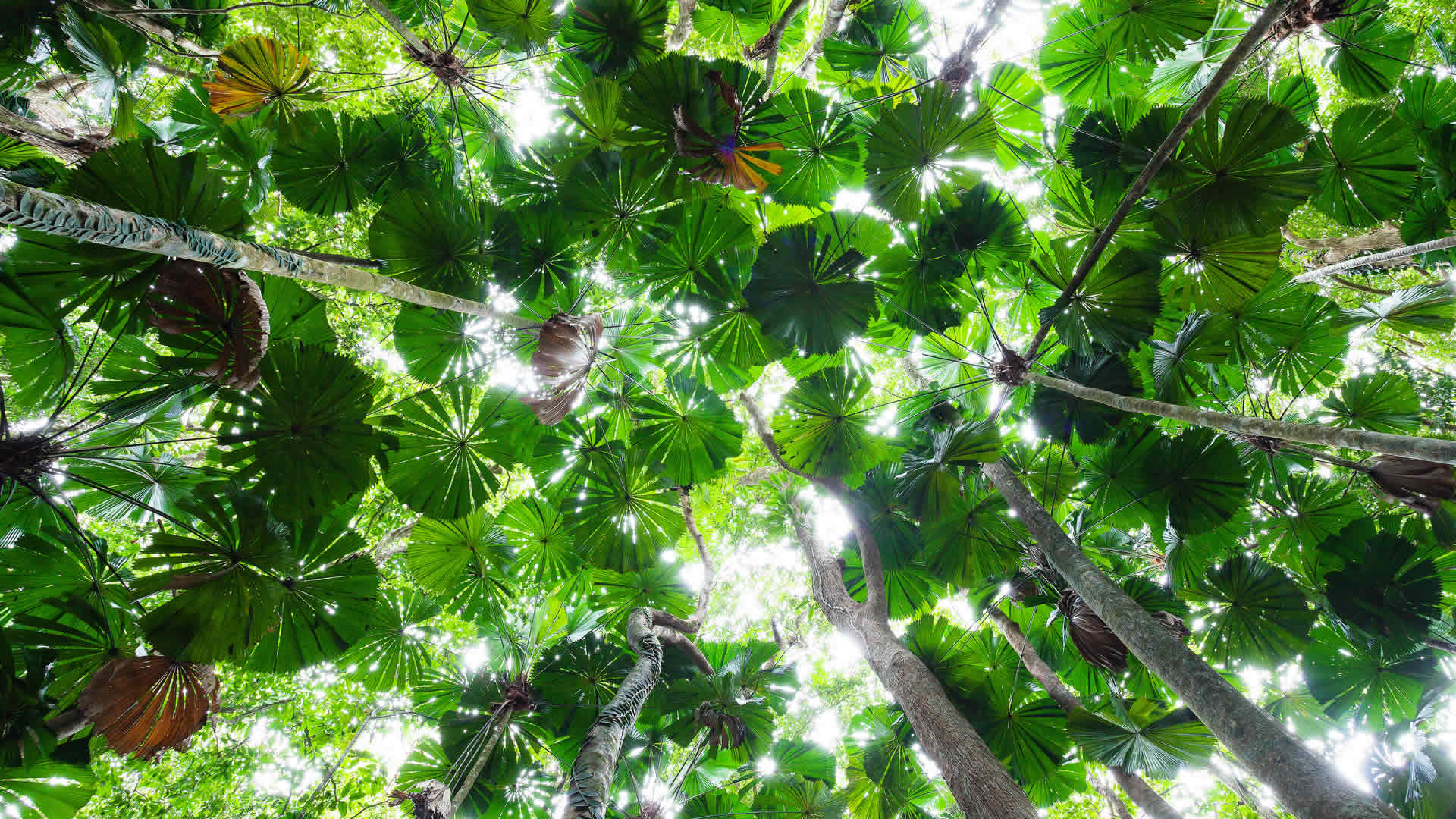 Licuala Palm Canopy