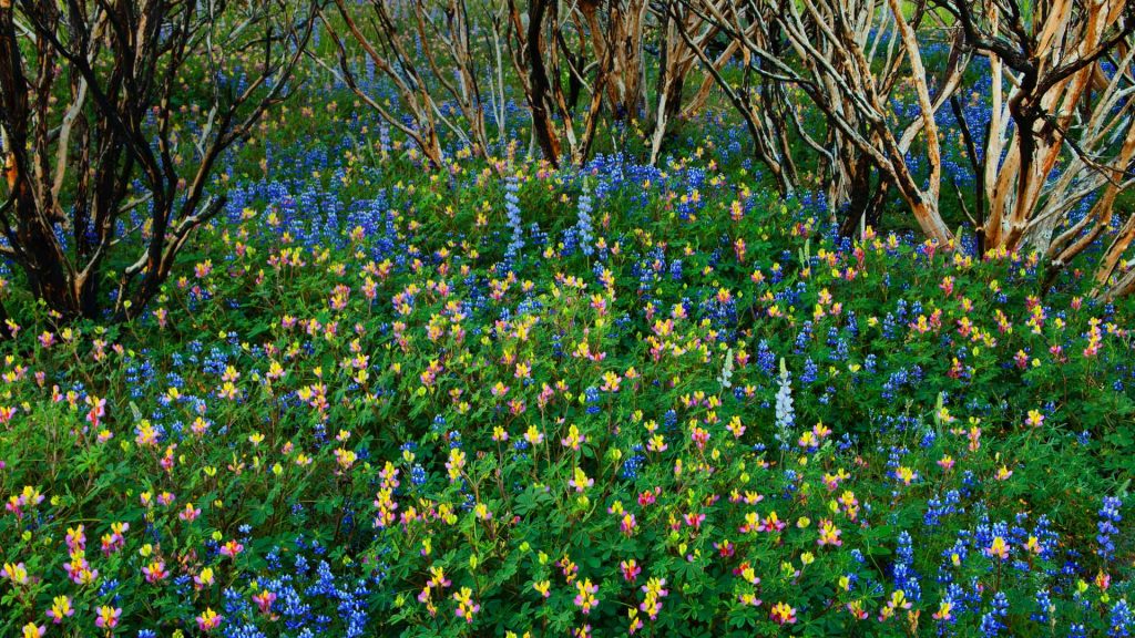 Lupine Yosemite