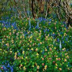 Lupine Yosemite