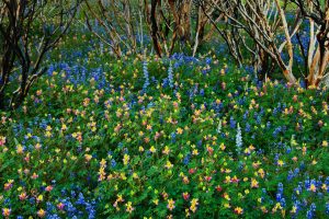 Lupine Yosemite