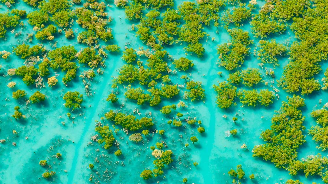 Mangroves King Sound – Bing Wallpaper Download