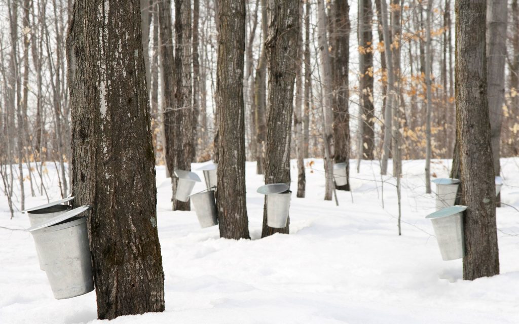 Maple Pots