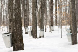 Maple Pots