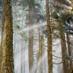 Mt Baker Trees