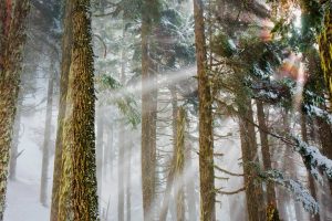 Mt Baker Trees