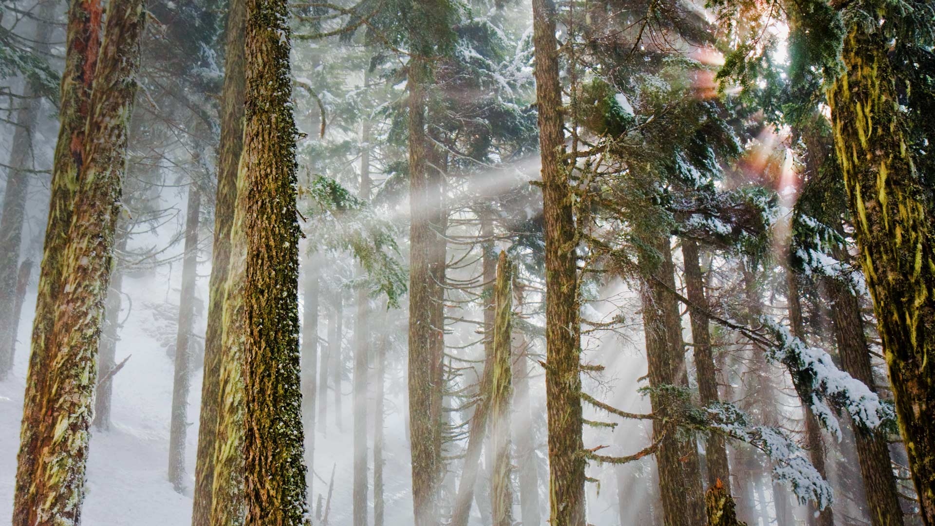 Mt Baker Trees