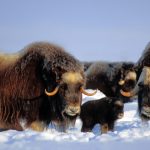 North Slope Muskox