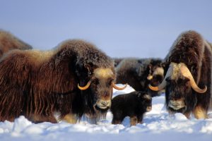 North Slope Muskox