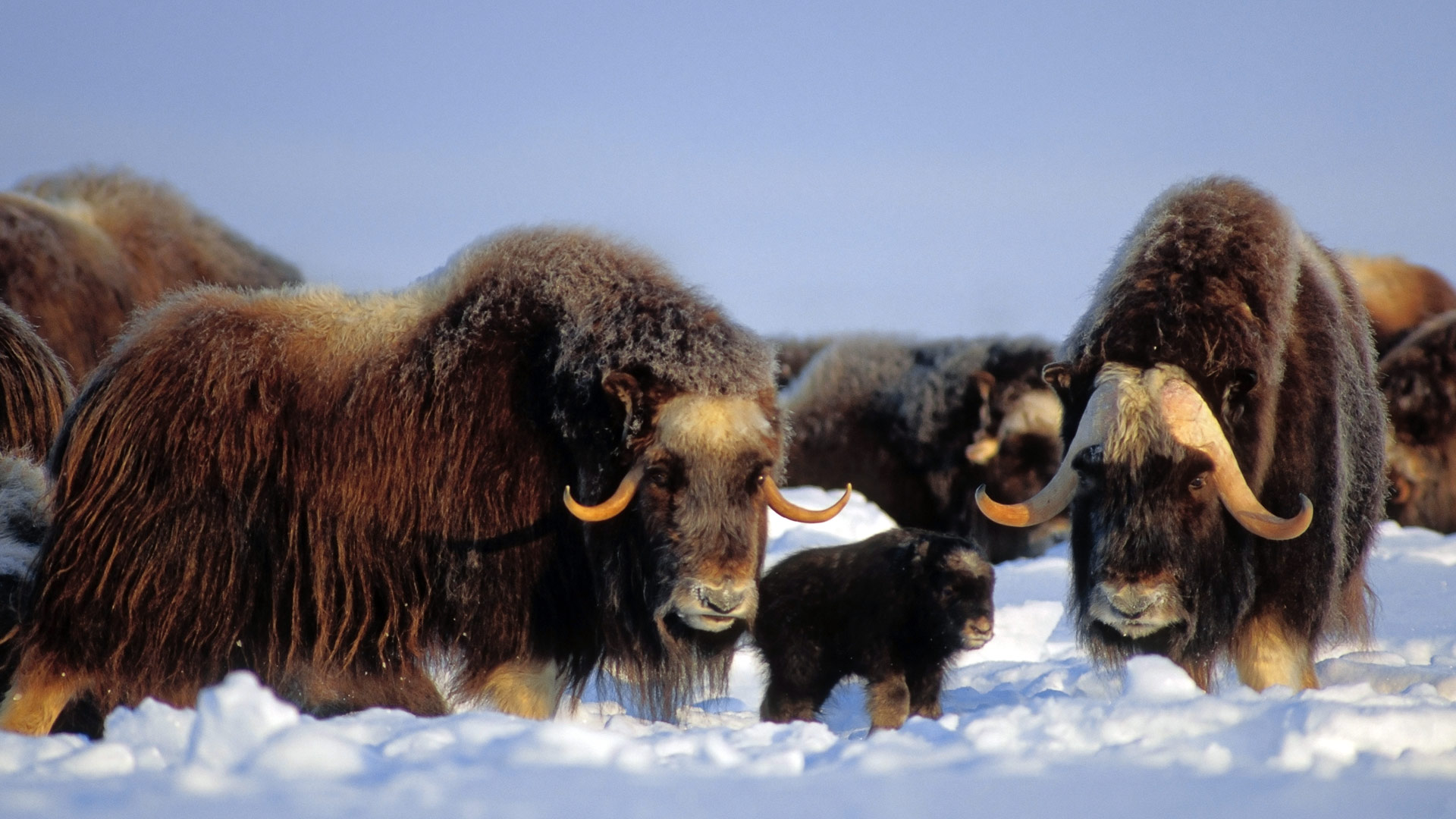 North Slope Muskox