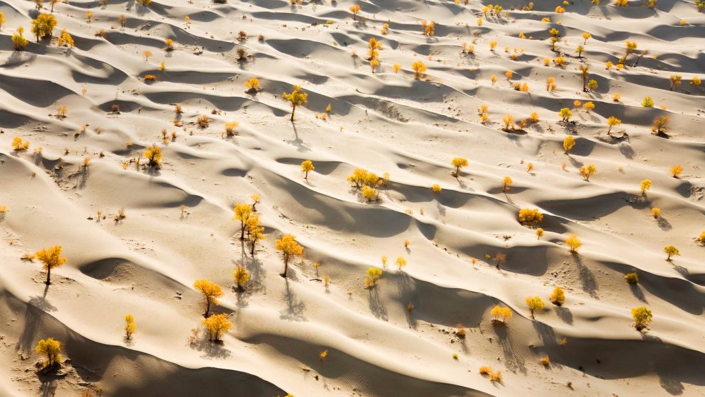 Poplar Trees Taklimakan