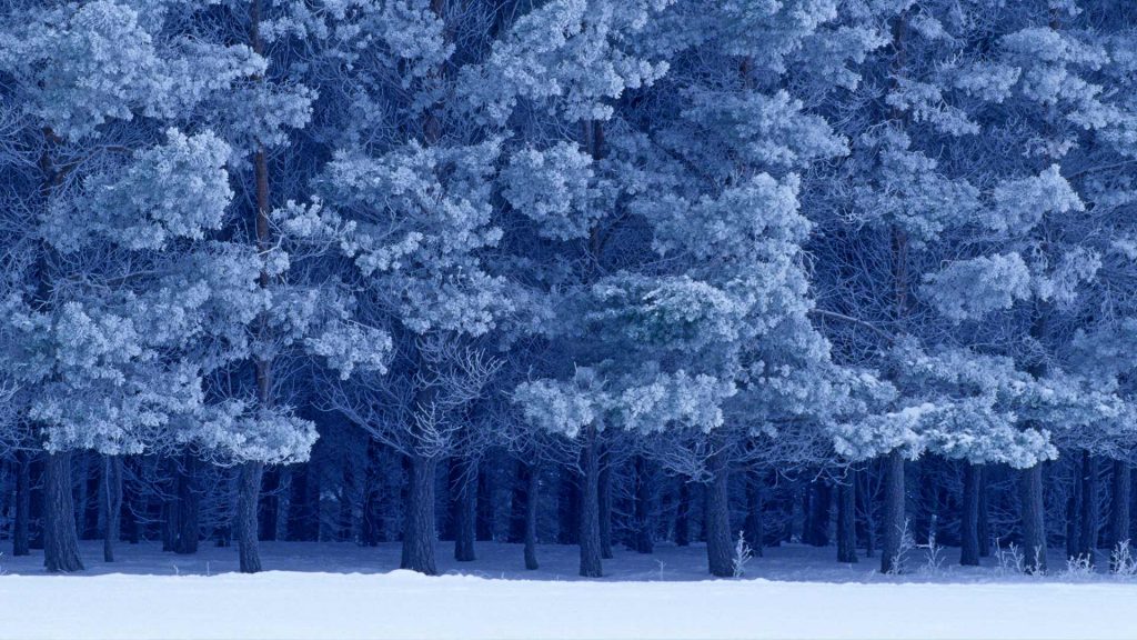 Scots Pines