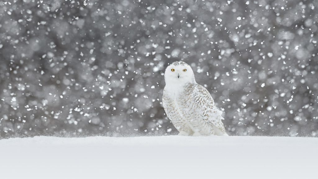 Snowy Owl Video