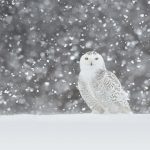 Snowy Owl Video