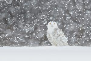 Snowy Owl Video