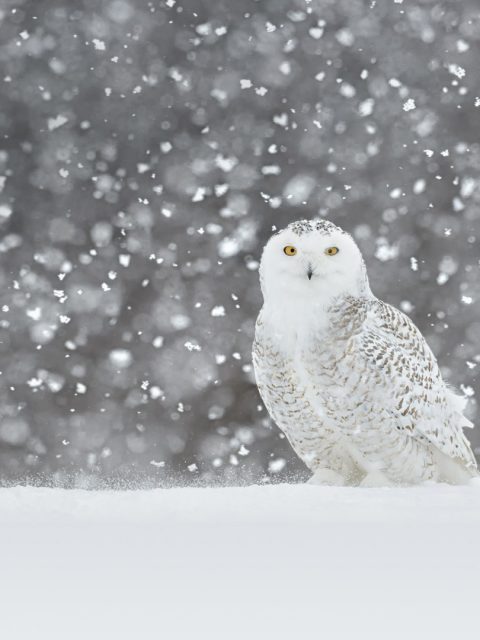 Snowy Owl Video – Bing Wallpaper Download