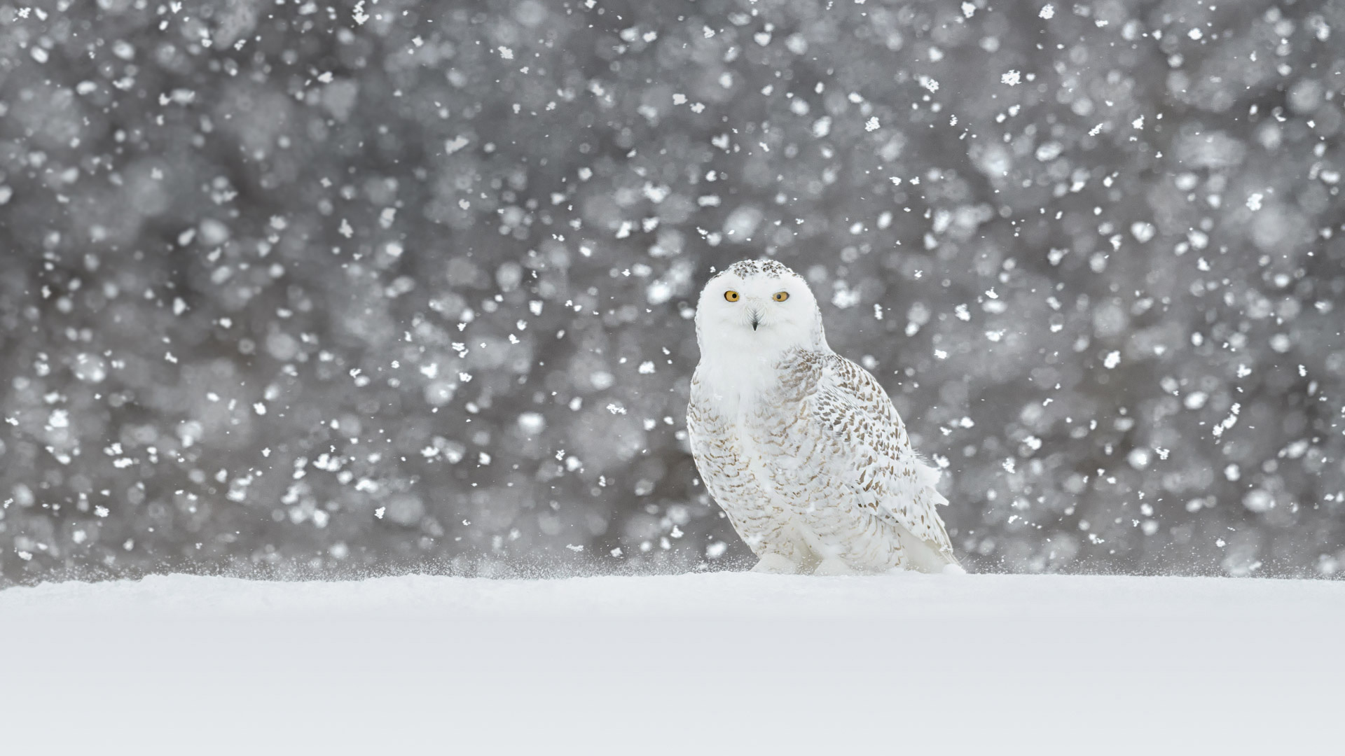 Snowy Owl Video