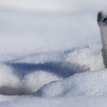 Snowy Stoat