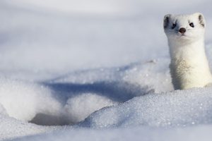 Snowy Stoat