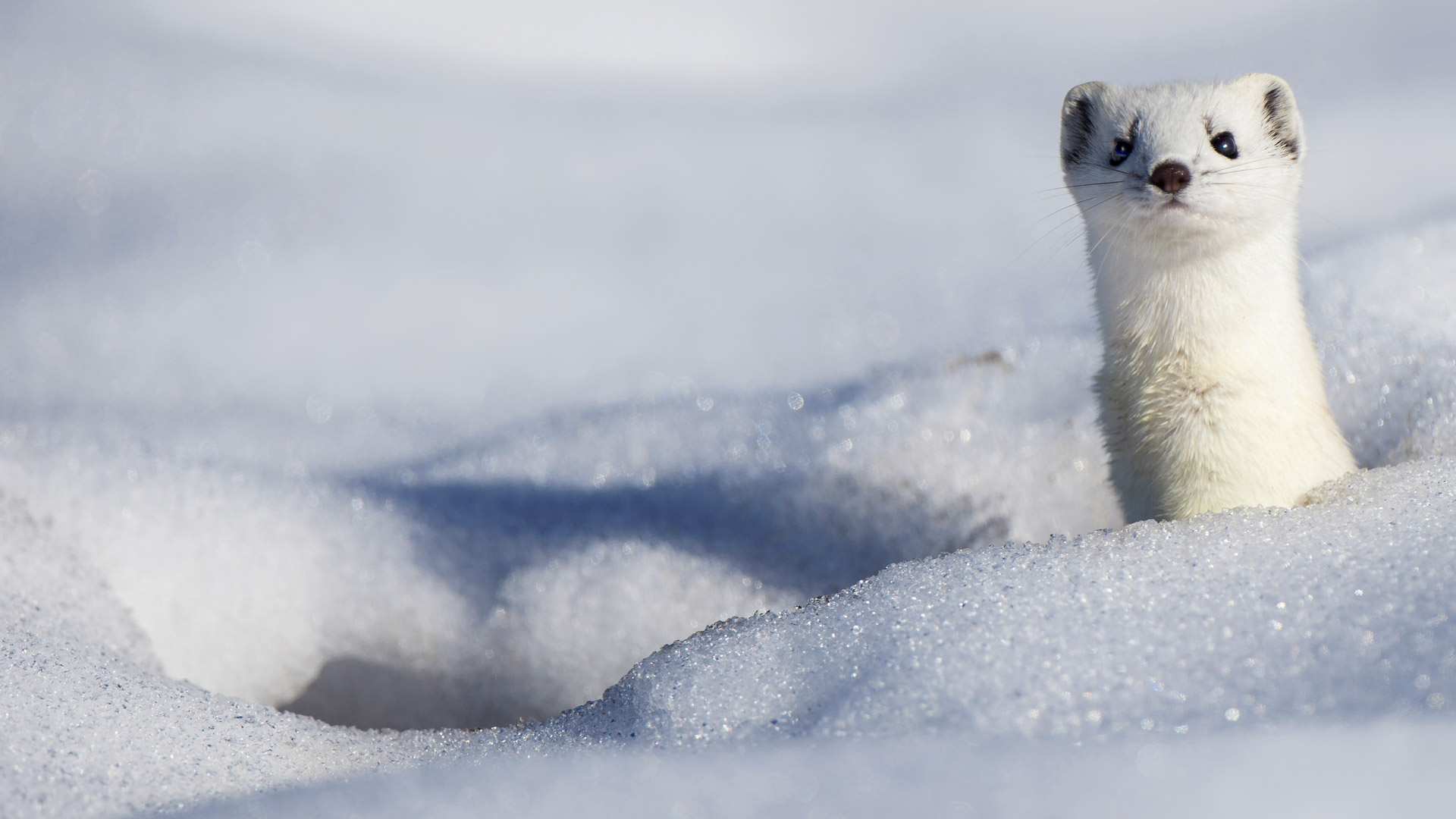 Snowy Stoat