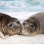 Southern Elephant Seal