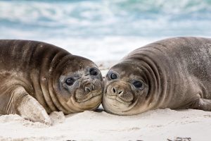 Southern Elephant Seal