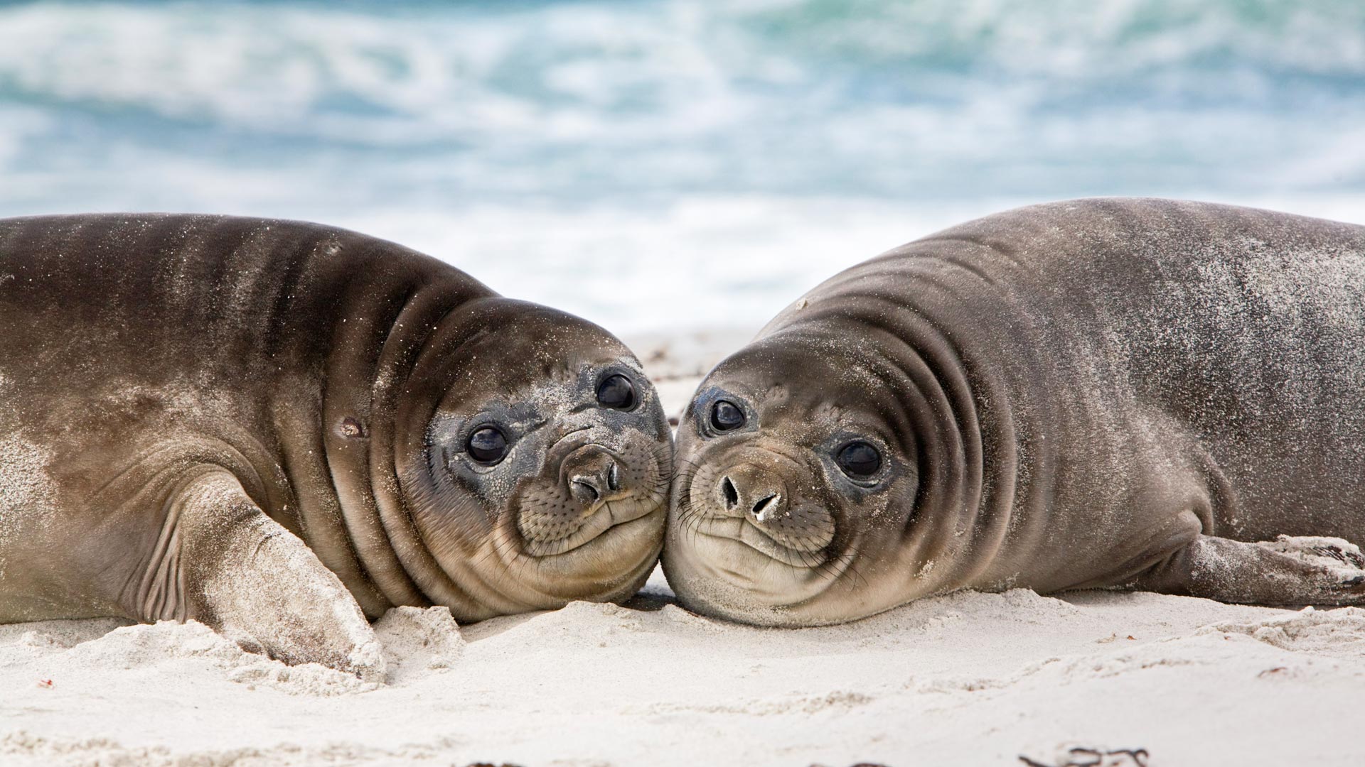 Southern Elephant Seal