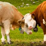 Switzerland Alps Cows