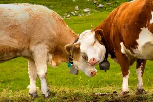 Switzerland Alps Cows