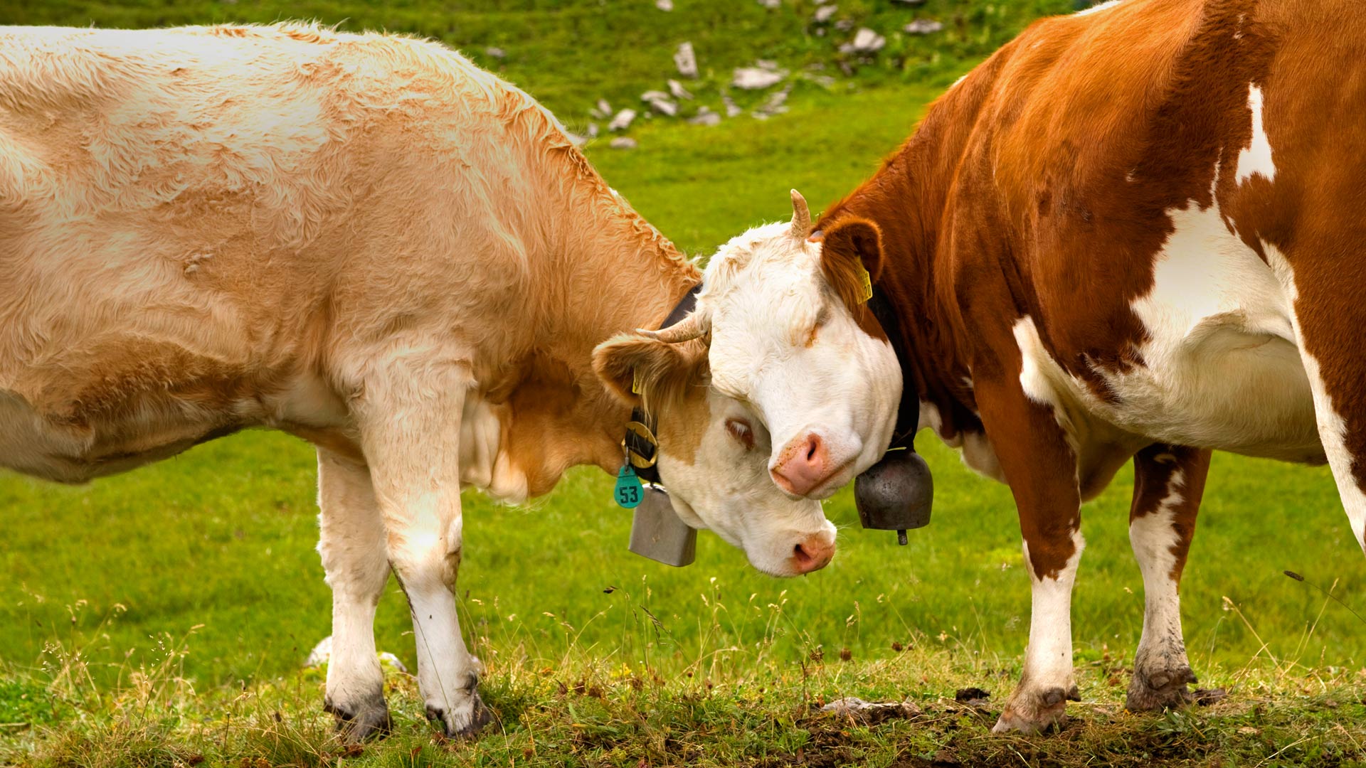 Switzerland Alps Cows