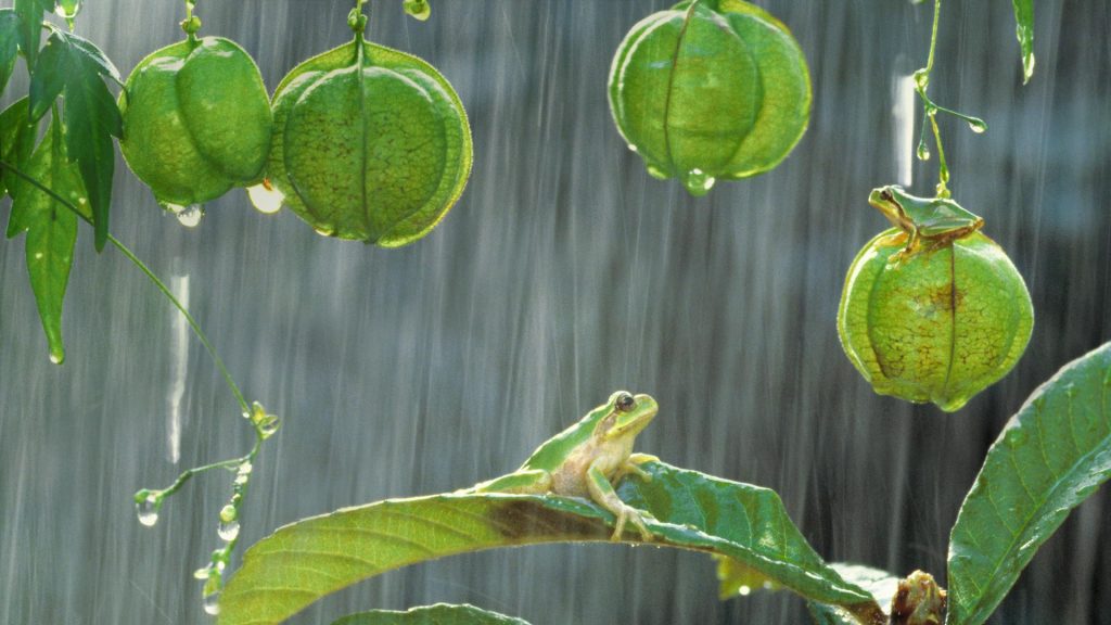 Treefrogs Balloon Vine