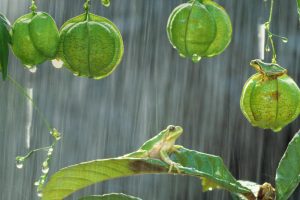 Treefrogs Balloon Vine